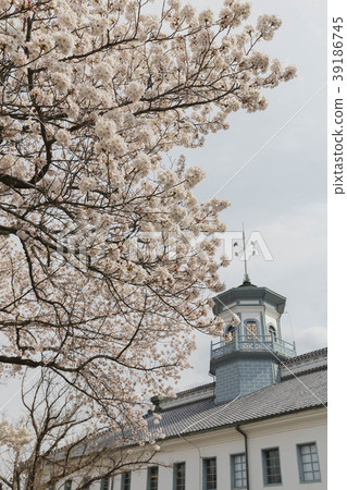 Matsumoto Former Chi Chi school Sakura 39186745