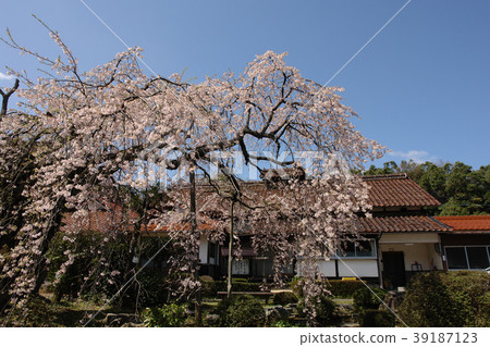 Tottori Four seasons walk Spring Flower Plant Tokoji Temple 39187123