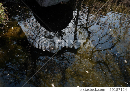 鳥取四季步行春花植物Tokoji寺 39187124