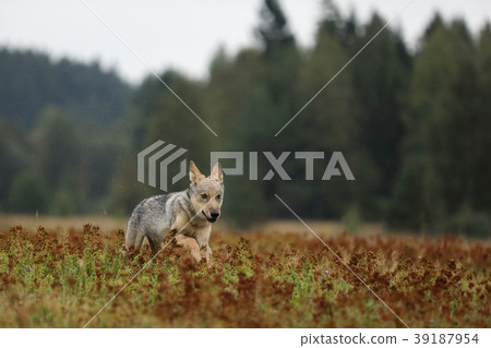 Puppy of Eurasian wolf running - Canis lupus Puppy of Eurasian wolf running - Canis lupus 39187954