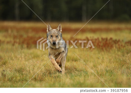 Grey wolf running on colorful meadow - Canis lupus Grey wolf running on colorful meadow - Canis lupus 39187956