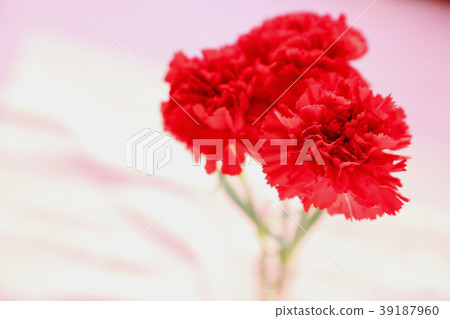 Carnation Carnation 39187960