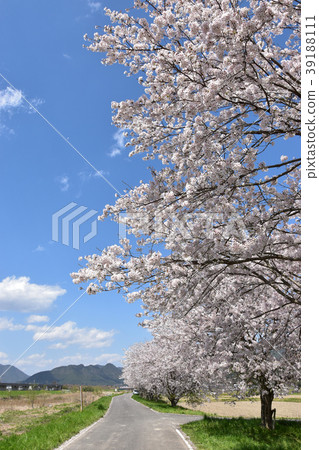 Blue sky and cherry blossoms Blue sky and cherry blossoms 39188111