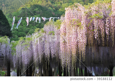 Wisteria flower 1 39188112