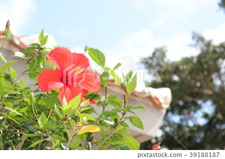 Hibiscus Hibiscus 39188187