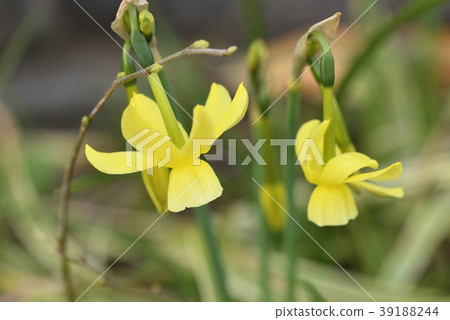 Narcissus Narcissus 39188244