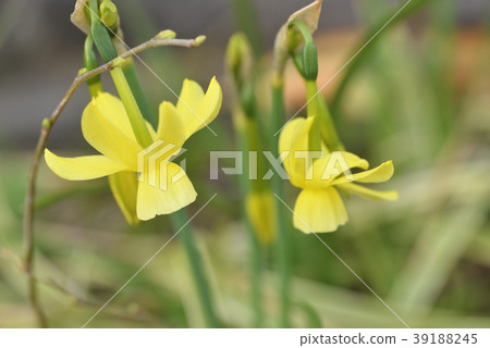 Narcissus 39188245