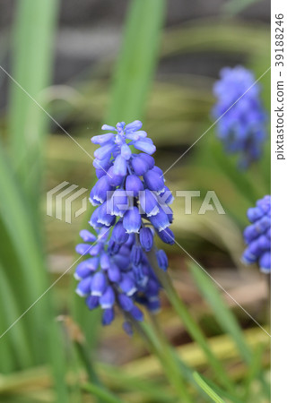Muscari Muscari 39188246