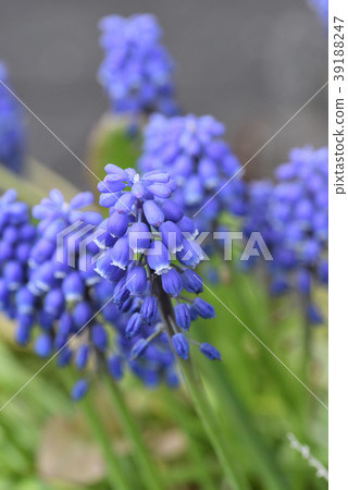 Muscari Muscari 39188247