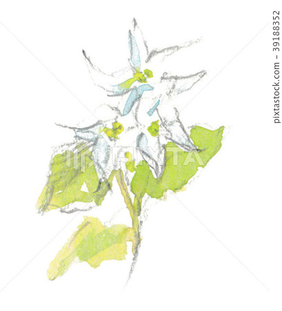 淡水韭菜 39188352