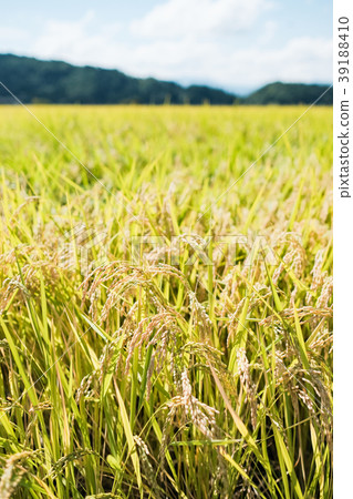 Autumn rice (September) 39188410