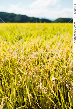 Autumn rice (September) 39188411