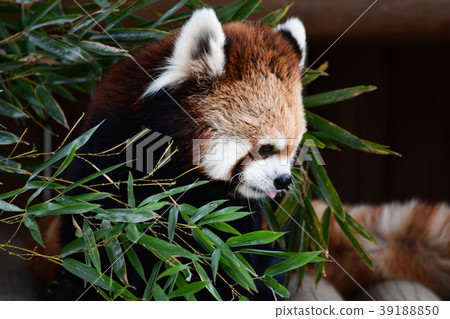 Lesser panda 39188850