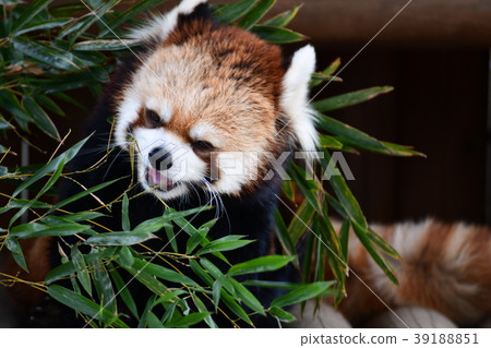 Lesser panda 39188851