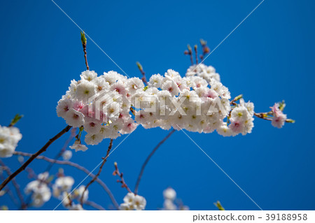 Kawagoe City Chuoin cherry blossoms full bloom Yae Saki's October cherry blossoms 39188958