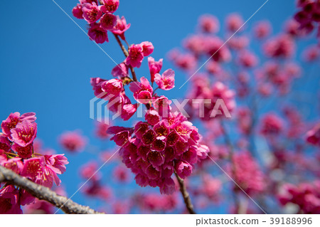 Kawagoe City Chuoin Full bloom Scarlet cherry blossom 39188996