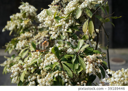 Spring Acatate butterfly-blossoming blossoming tree flowering Spring Acatate butterfly-blossoming blossoming tree flowering 39189446