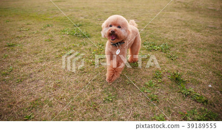 Poodle Poodle プードル 39189555
