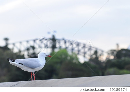 Seagull and Sydney Harbour Bridge Seagull and Sydney Harbour Bridge 39189574