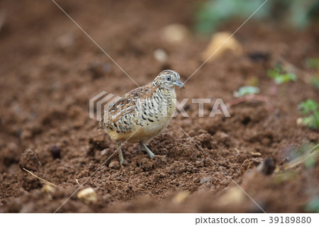 棕三趾鶉 39189880