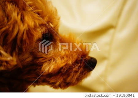 toy poodle toy poodle 39190041