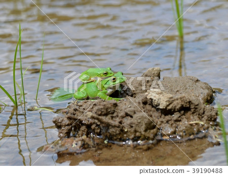 Schlegel frog 39190488