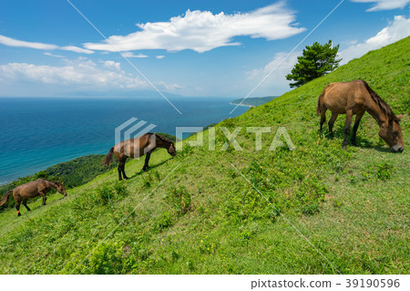 宮崎縣的一匹野馬 39190596