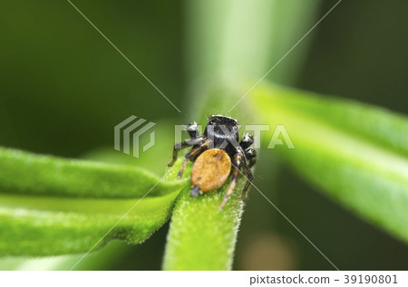 Mamijiro Hetri Mamijiro Hetri 39190801