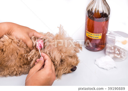 Person Clean Dog Ear With Apple Cider Vinegar Stock Photo 39190889 Pixta