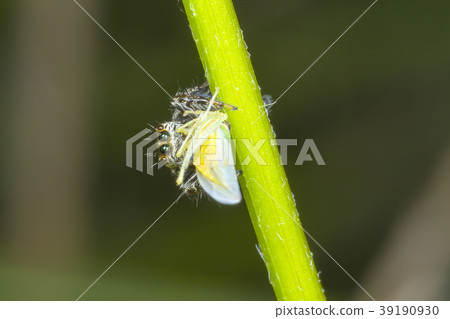 Jumping spider Jumping spider 39190930
