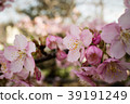 櫻花 39191249