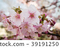 櫻花 39191250