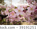 櫻花 39191251