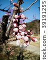 櫻花 39191255