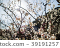 櫻花 39191257