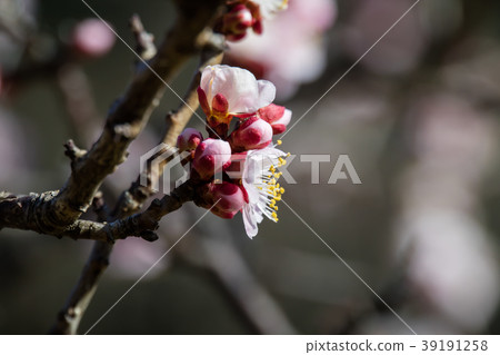 Cherry blossoms  39191258