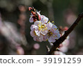 櫻花 39191259
