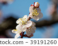 櫻花 39191260