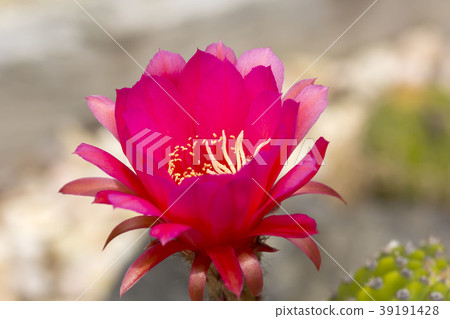 Cactus flower Cactus flower 39191428