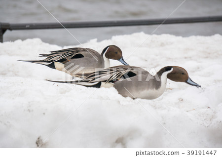 wild duck walk on snow 39191447