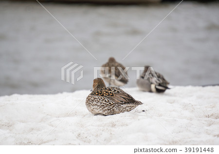 wild duck walk on snow 39191448