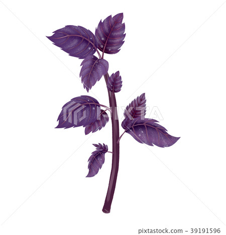 Illustration of a branch of a red Basil 39191596