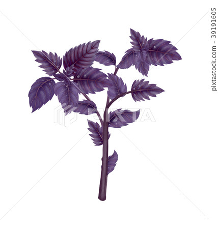 Illustration of a branch of a red Basil 39191605