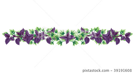 Illustration of vignette of parsley and basil Illustration of vignette of parsley and basil 39191608
