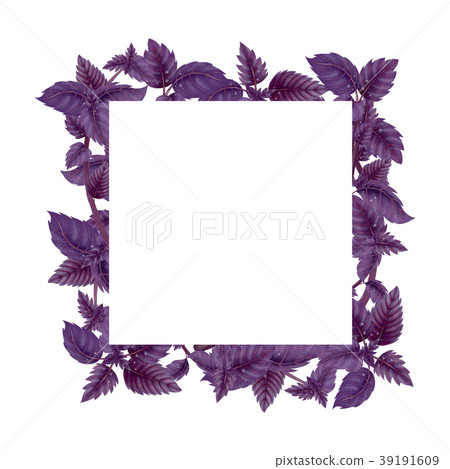 Square frame of Basil leaves and branches Square frame of Basil leaves and branches 39191609