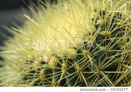 Cactus 39191677