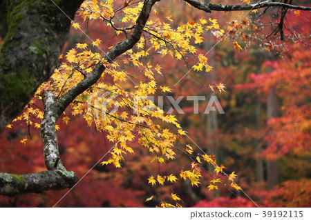 Autumn leaves of Ryu ga Temple Autumn leaves of Ryu ga Temple 39192115