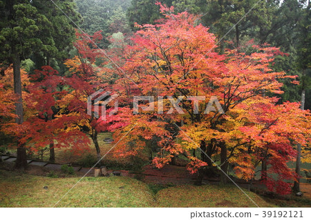 Autumn leaves of Ryu ga Temple 39192121