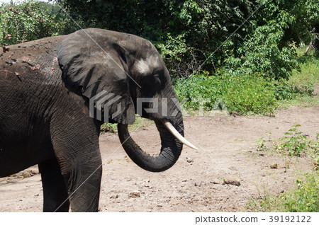 African elephant in Botswana Chobe National Park 39192122