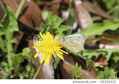 Scarlet grown whitefish and dandelion Scarlet grown whitefish and dandelion 39192432